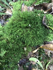 Echinodiopsis hispida