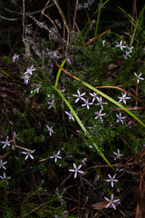 Philotheca salsolifolia