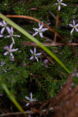 Philotheca salsolifolia