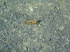 Chorthippus dichrous