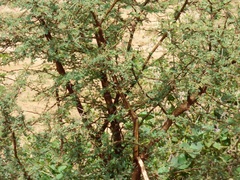 Vachellia nilotica