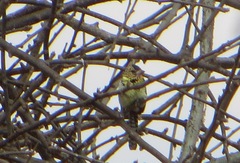 Trachyphonus darnaudii