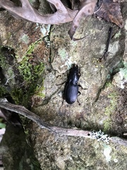 Plocamostethus planiusculus