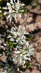 Agathosma latipetala