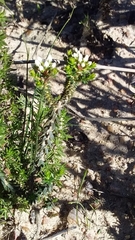 Agathosma latipetala
