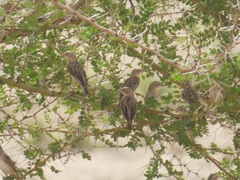 Euplectes franciscanus