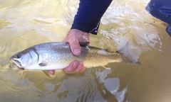 Salvelinus confluentus