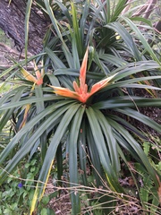 Freycinetia arborea