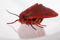 Phragmatobia parvula