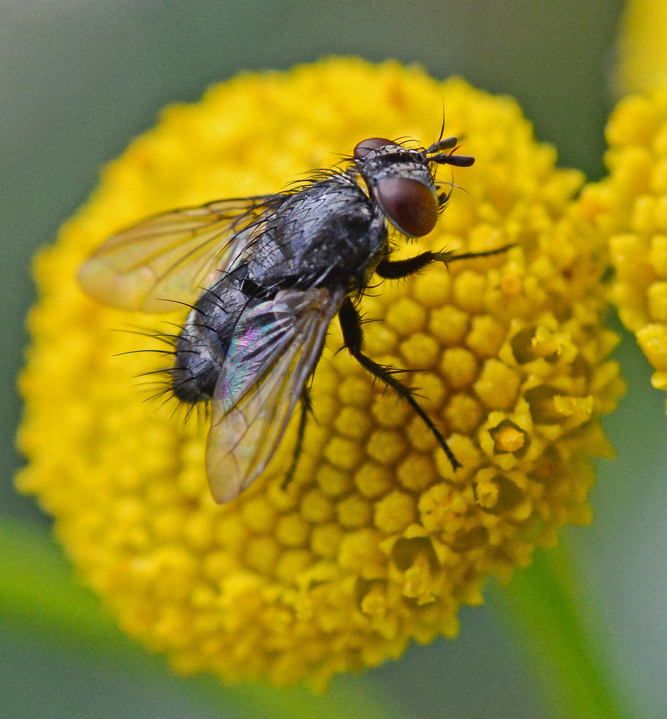 Platymya fimbriata