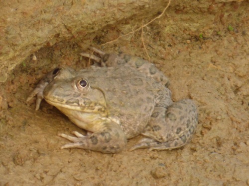 Crowned bullfrog