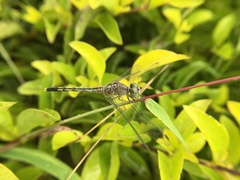 Diplacodes trivialis