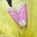 Primrose Moth - Photo (c) sharijones, some rights reserved (CC BY-NC), uploaded by sharijones