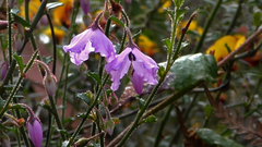 Tetratheca labillardierei