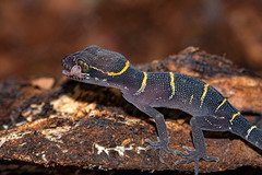 Cyrtodactylus deccanensis