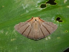 Orudiza protheclaria