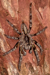 Poecilotheria