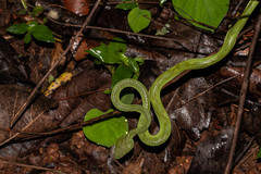 Craspedocephalus gramineus