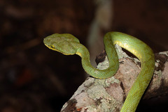 Craspedocephalus gramineus