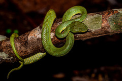 Craspedocephalus gramineus