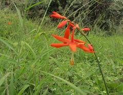 Crocosmia aurea aurea