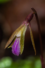 Nervilia infundibulifolia