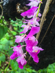 Aerides maculosa