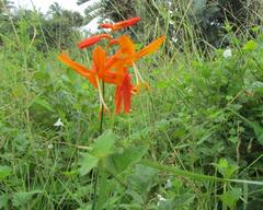 Crocosmia aurea aurea