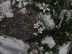 Androsace hausmannii