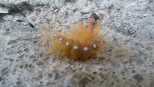 Acronicta aceris