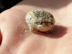 Breviceps namaquensis