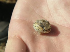 Breviceps namaquensis