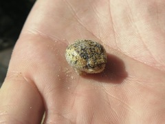 Breviceps namaquensis