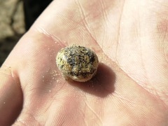 Breviceps namaquensis