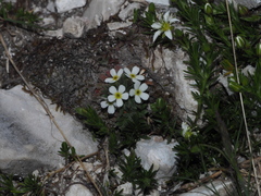 Androsace hausmannii