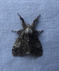 Dasychira obliquata