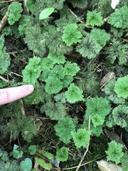 Dendrohypopterygium filiculiforme