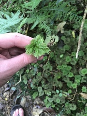 Dendrohypopterygium filiculiforme