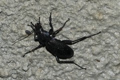 Carabus purpurascens