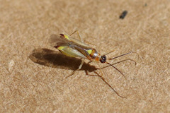 Campyloneura virgula