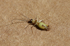 Campyloneura virgula