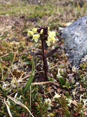 Pedicularis lapponica