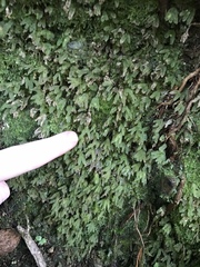 Symphyogyna hymenophyllum