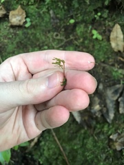 Symphyogyna hymenophyllum