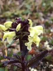 Pedicularis lapponica