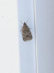 Eudonia truncicolella