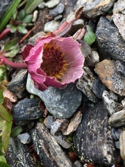 Ranunculus glacialis