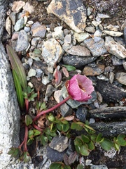 Ranunculus glacialis