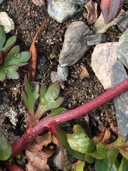 Ranunculus glacialis