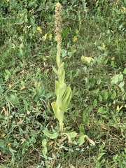 Verbascum thapsus